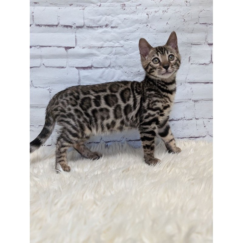 Bengal NOV Xena