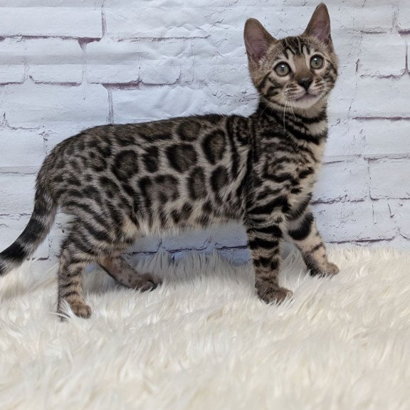 Bengal NOV Xena