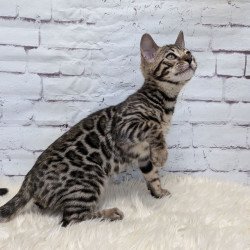 Bengal NOV Xena