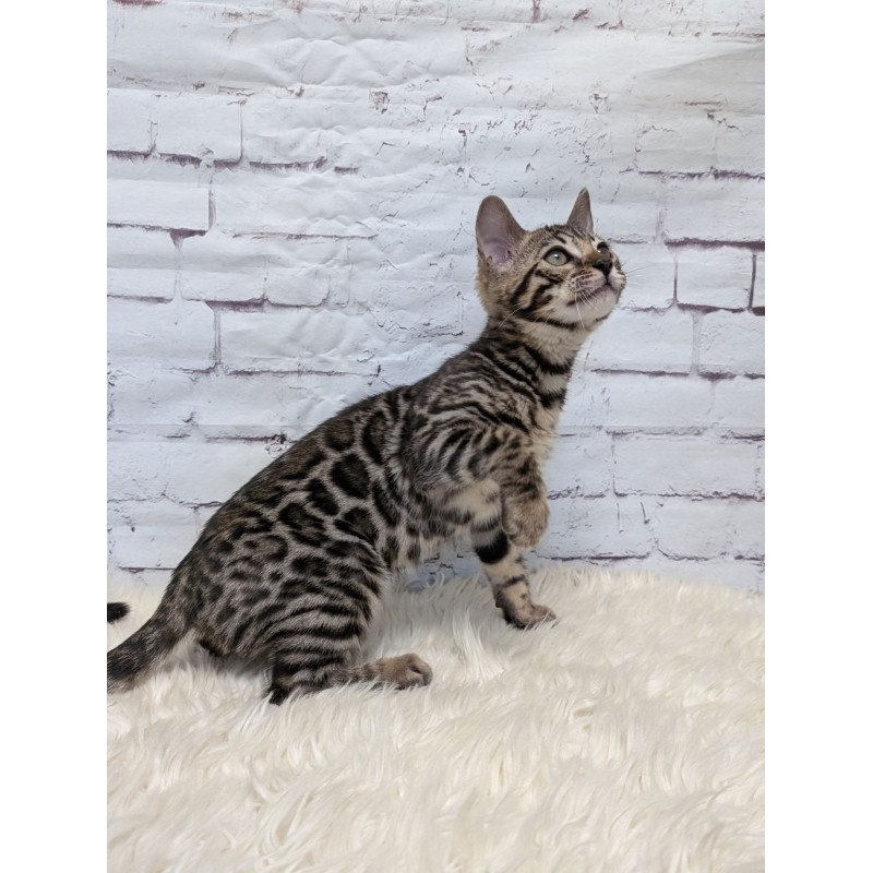 Bengal NOV Xena