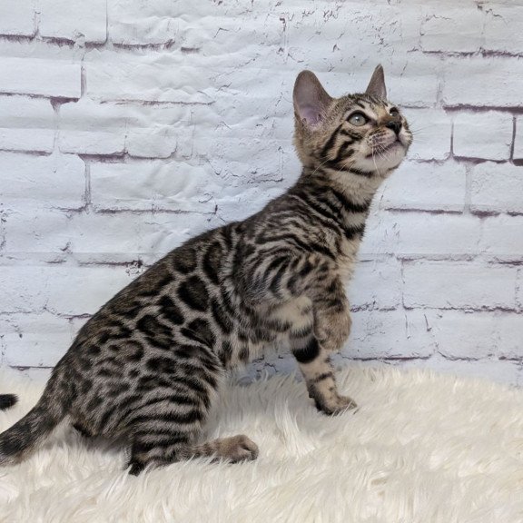 Bengal NOV Xena