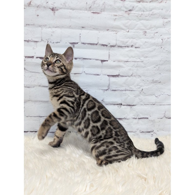 Bengal NOV Xena