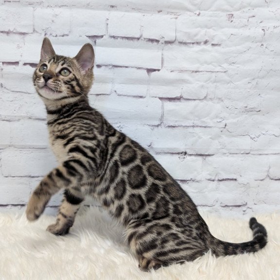 Bengal NOV Xena