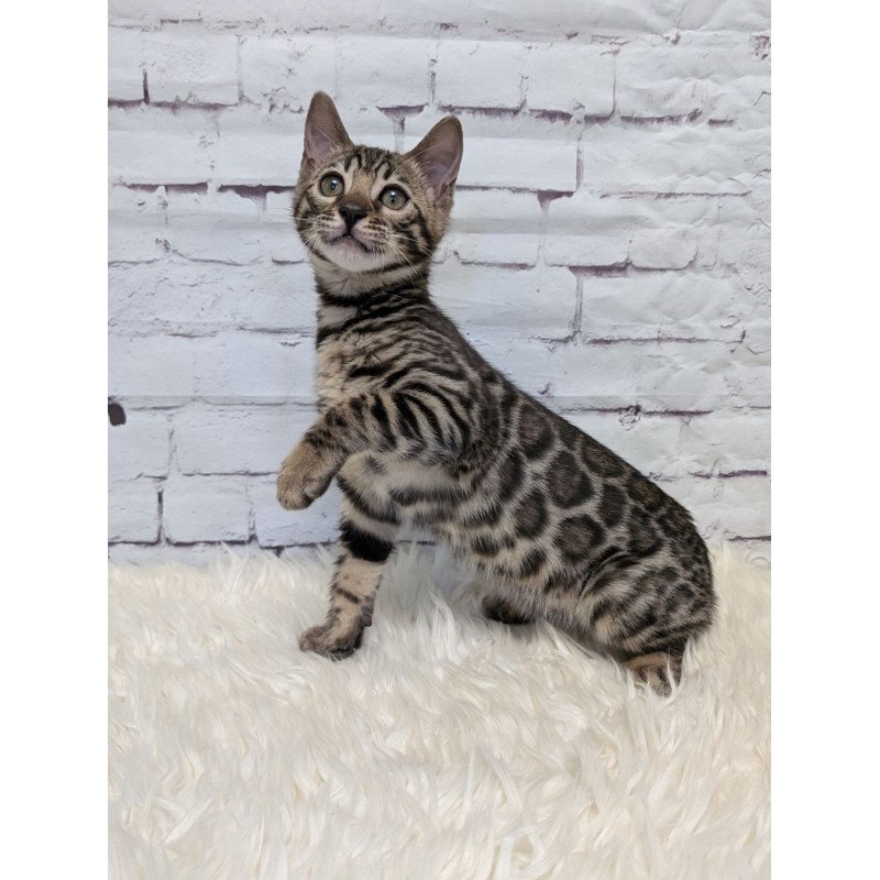 Bengal NOV Xena
