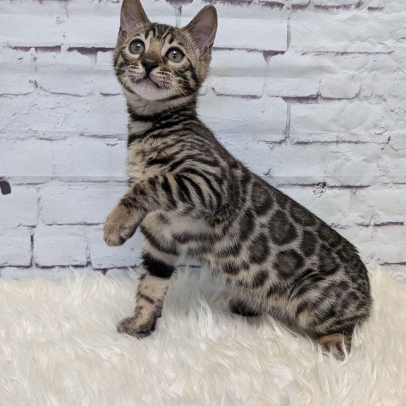 Bengal NOV Xena