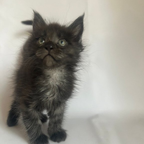 Maine Coon Fantasy