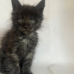 Maine Coon Fantasy