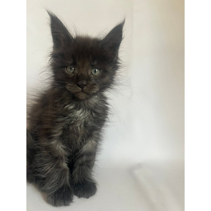 Maine Coon Fantasy