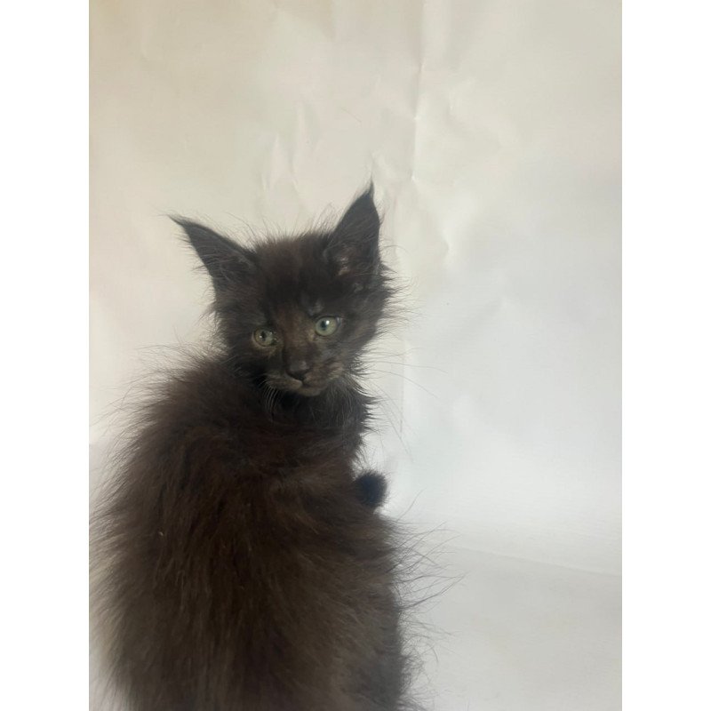 Maine Coon Fantasy