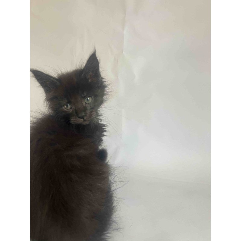 Maine Coon Fantasy
