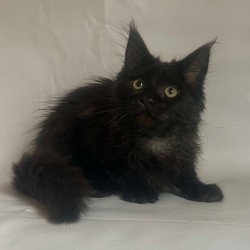 Maine Coon Emma