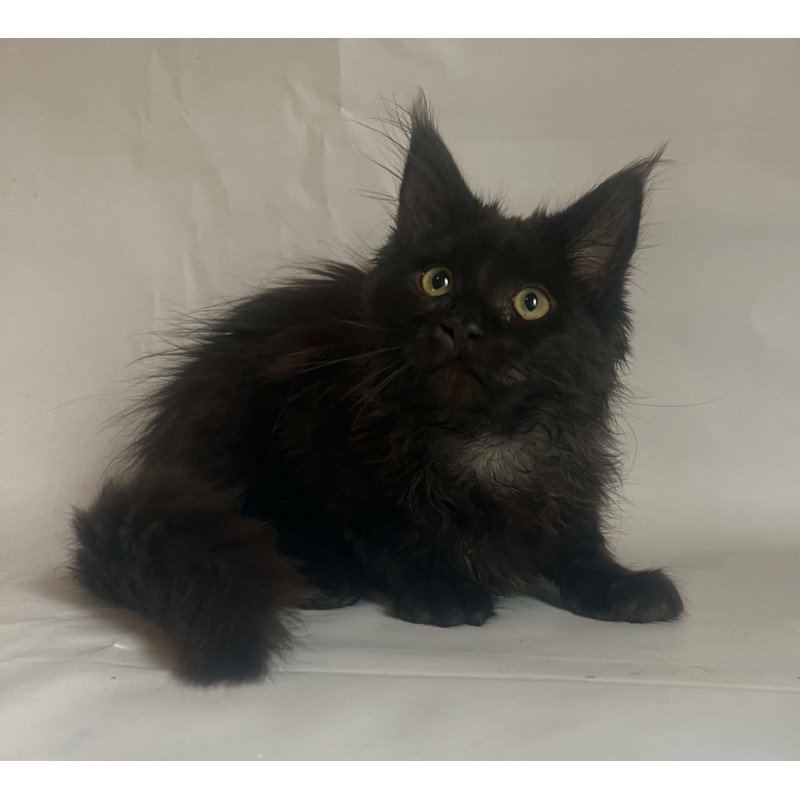 Maine Coon Emma