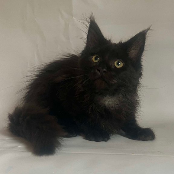 Maine Coon Emma
