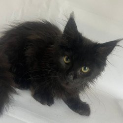 Maine Coon Emma