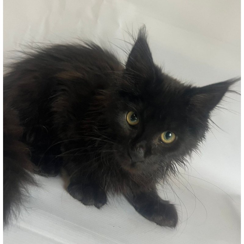 Maine Coon Emma