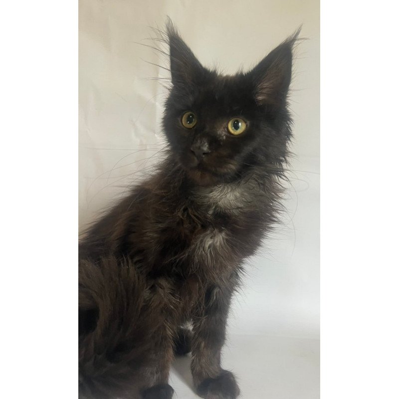Maine Coon Emma
