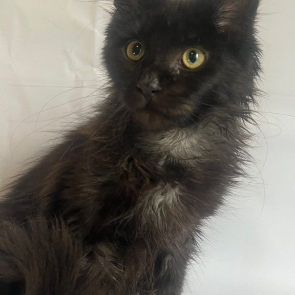 Maine Coon Emma