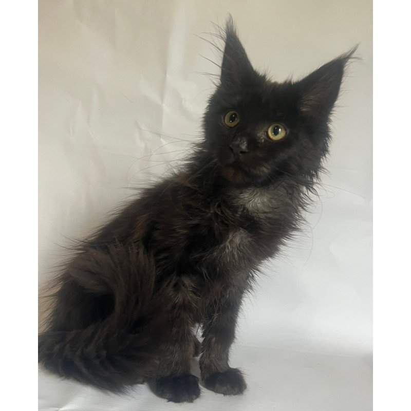 Maine Coon Emma