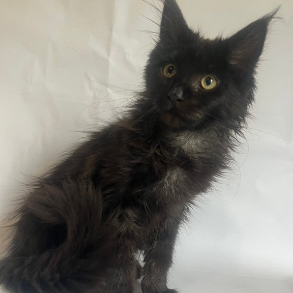 Maine Coon Emma