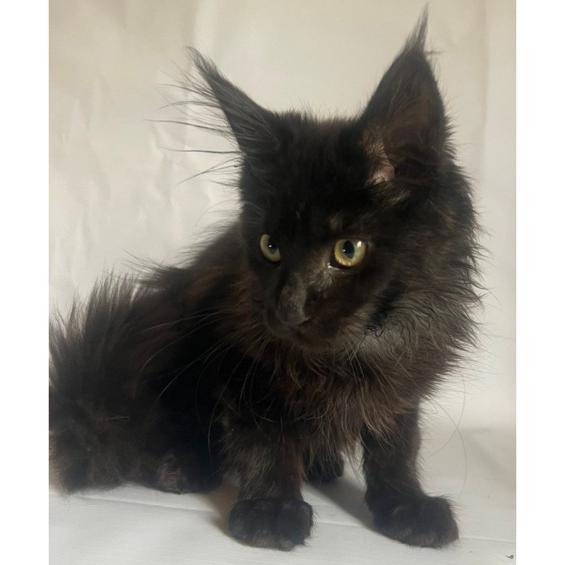 Maine Coon Emma