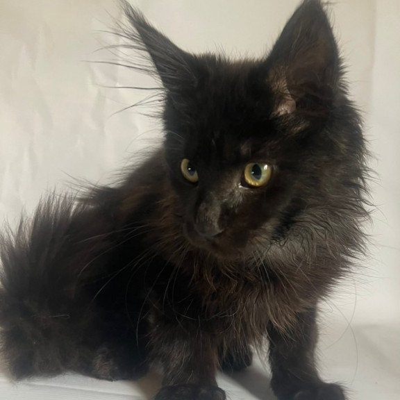 Maine Coon Emma