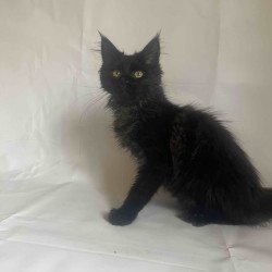 Maine Coon Enni
