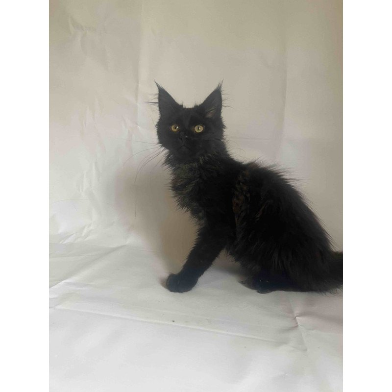 Maine Coon Enni