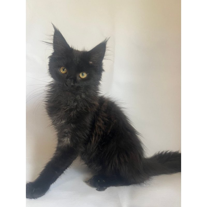 Maine Coon Enni