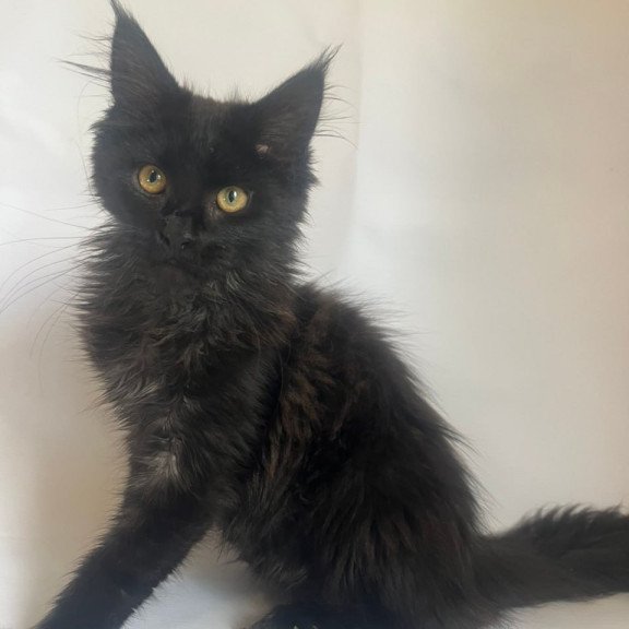 Maine Coon Enni