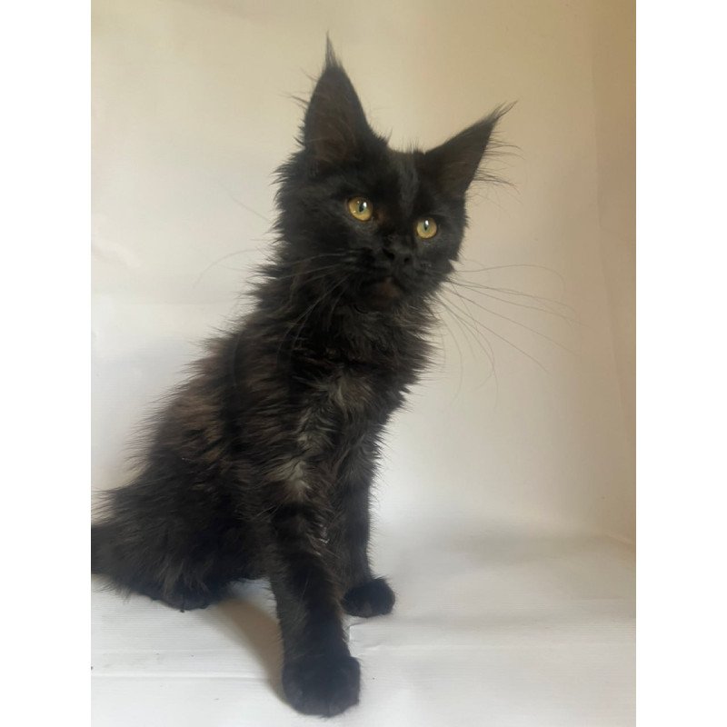 Maine Coon Enni
