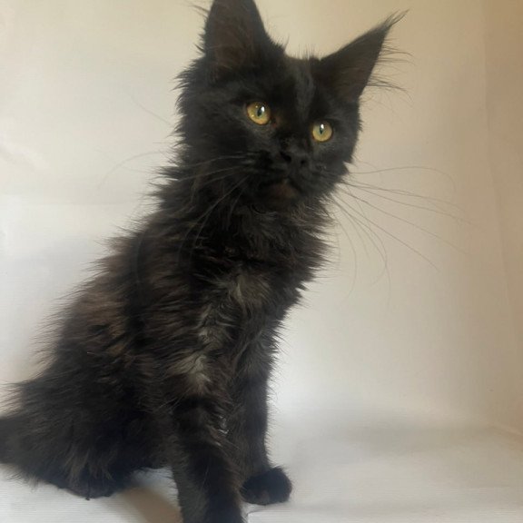 Maine Coon Enni