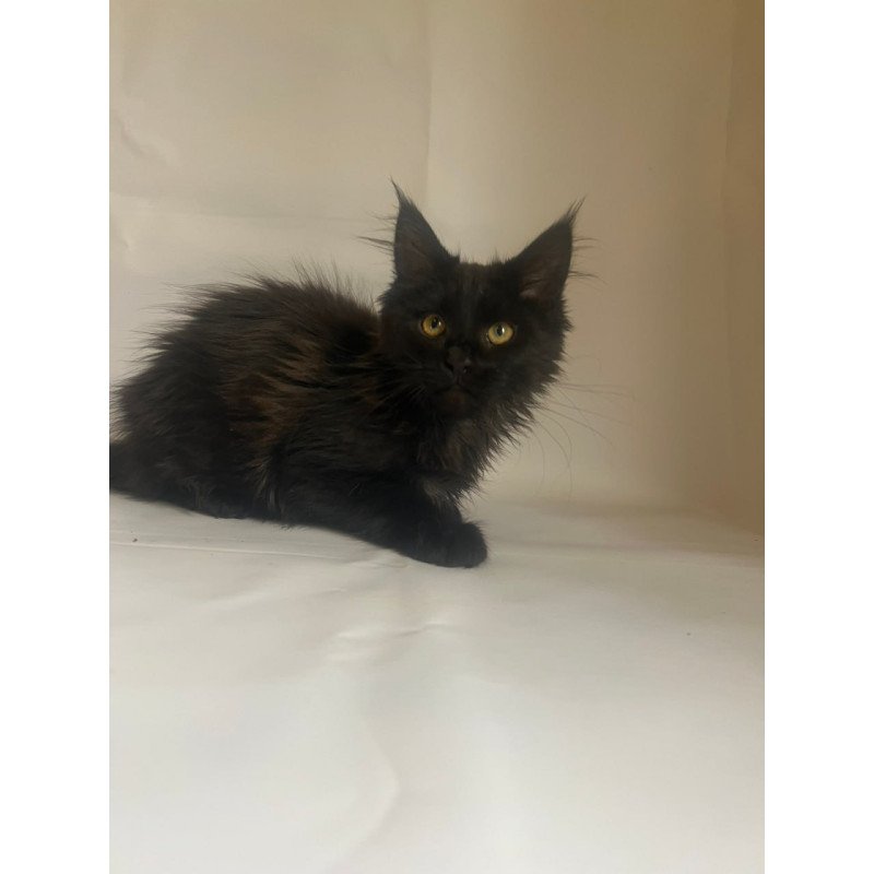 Maine Coon Enni
