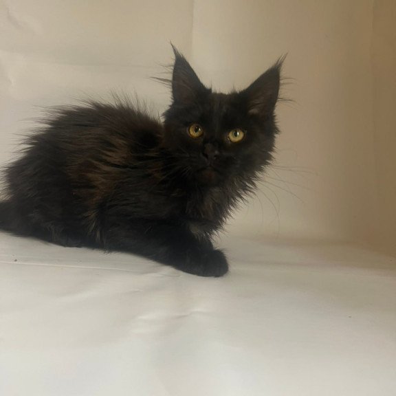 Maine Coon Enni