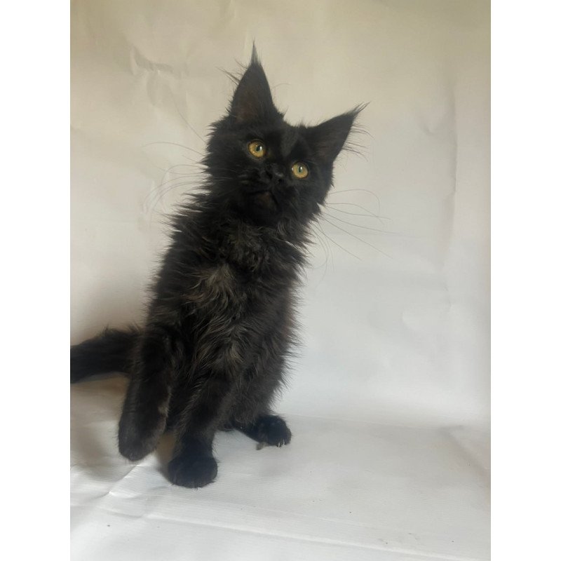 Maine Coon Enni