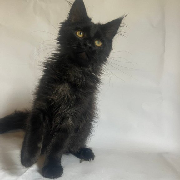 Maine Coon Enni