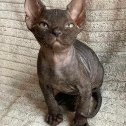 Don Sphynx Bella
