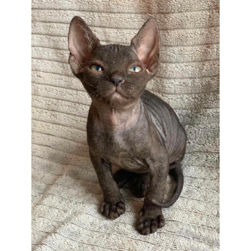 Don Sphynx Bella