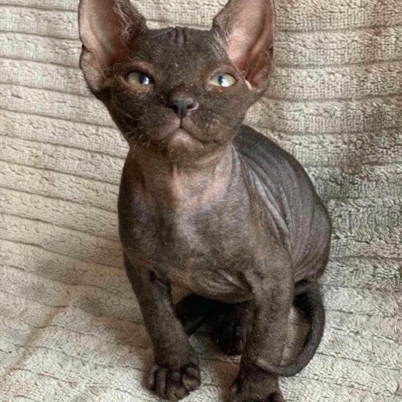 Don Sphynx Bella
