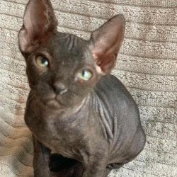 Don Sphynx Bella