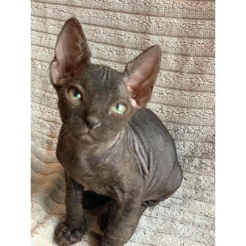 Don Sphynx Bella