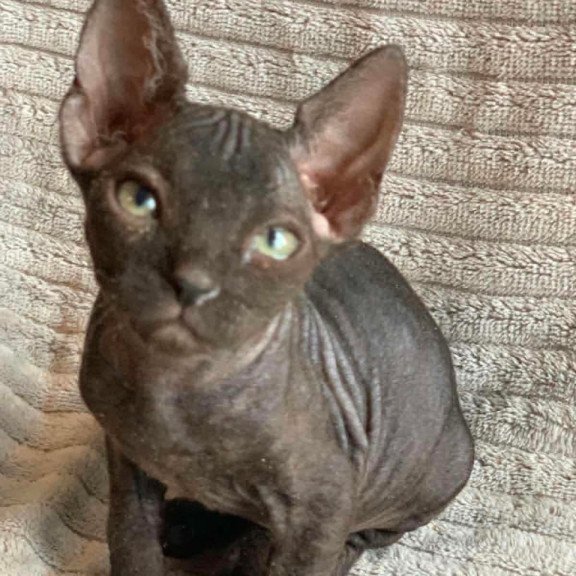 Don Sphynx Bella