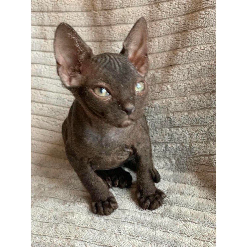 Don Sphynx Bella
