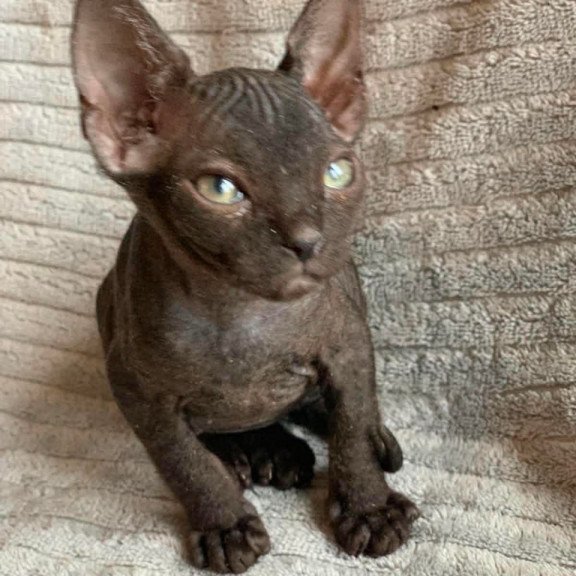Don Sphynx Bella
