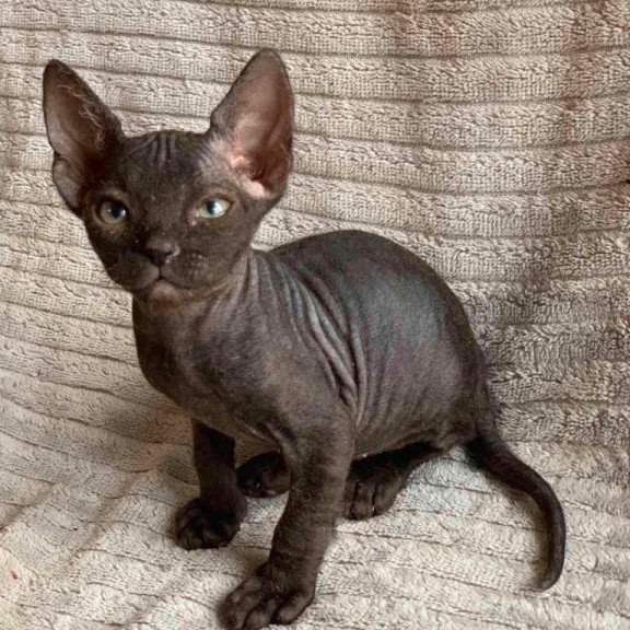 Don Sphynx Bella