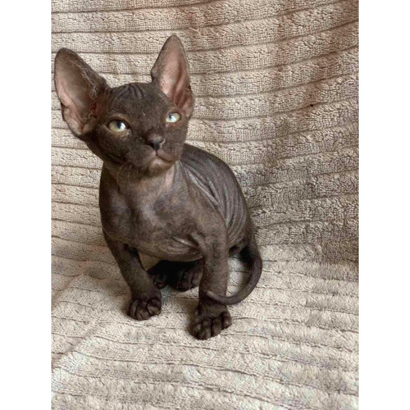 Don Sphynx Bella