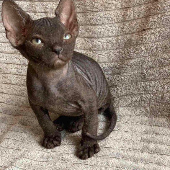 Don Sphynx Bella