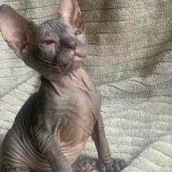 Don Sphynx Bozhena
