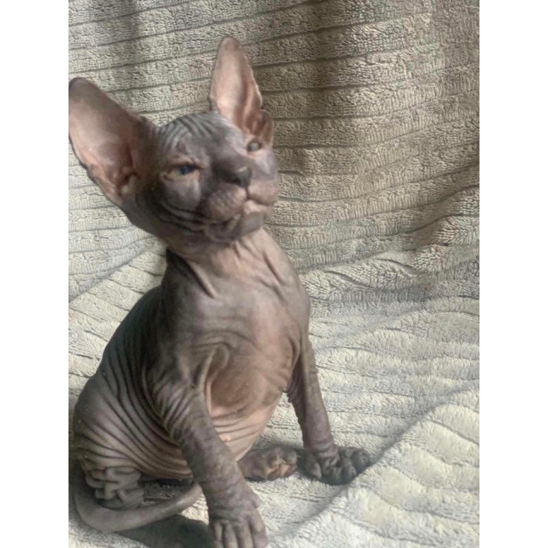 Don Sphynx Bozhena