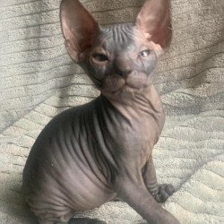 Don Sphynx Bozhena