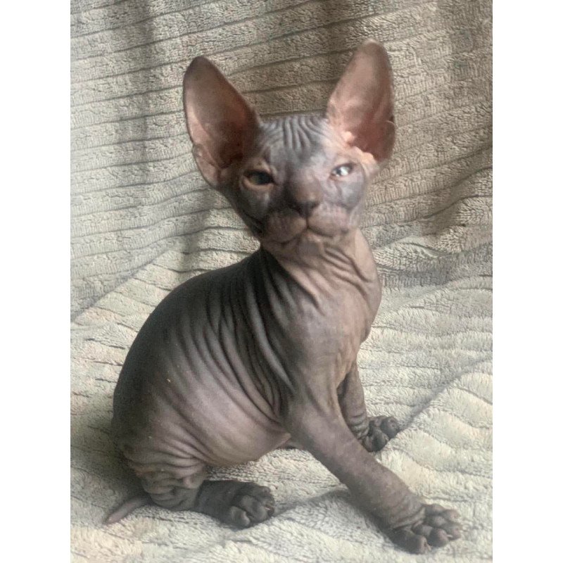 Don Sphynx Bozhena
